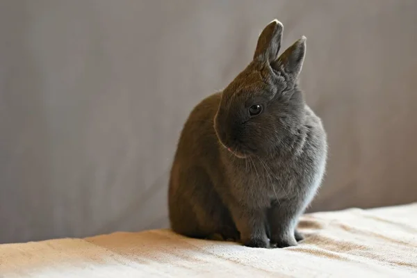 Красивый Маленький Серый Карликовый Кролик Сидит Кровати — стоковое фото
