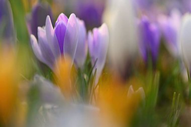 Çiçekli bahar arkaplanı. Baharda çiçek açan renkli timsahların detaylarıyla doğa ve narin bir fotoğraf. (Crocus vernus)