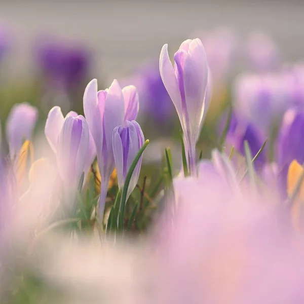 Spring Background Flowers Nature Delicate Photo Details Blooming Colorful Crocuses — Stock Photo, Image