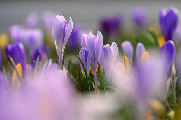 Voorjaarsachtergrond Met Bloemen Natuur Delicate Foto Met Details Van Bloeiende — Stockfoto