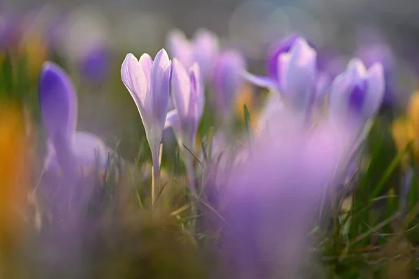 Wiosenne Tło Kwiatami Natura Delikatne Zdjęcie Szczegółami Kwitnących Kolorowych Krokusów — Zdjęcie stockowe