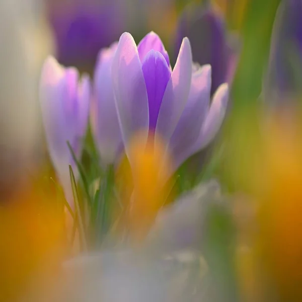 Spring Background Flowers Nature Delicate Photo Details Blooming Colorful Crocuses — Stock Photo, Image