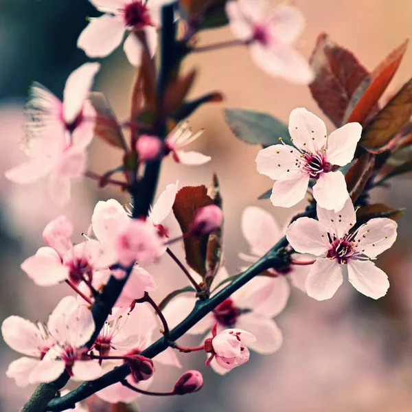 Primavera Bellissimo Albero Fiorito Primavera Nella Natura Sfondo Colorato Ciliegia — Foto Stock