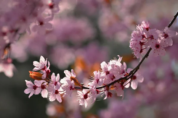 Прекрасне Квітуче Дерево Весняний Барвистий Фон Квітами Природа Весняний Час — стокове фото
