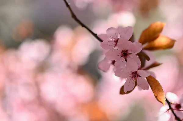 Bel Arbre Fleurs Printemps Fond Coloré Avec Des Fleurs Nature — Photo