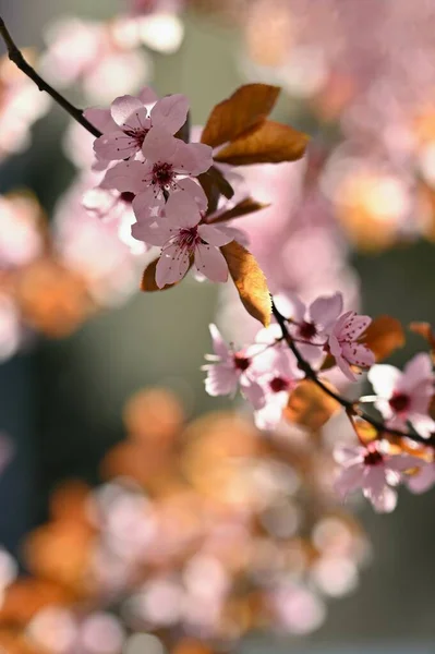 Прекрасне Квітуче Дерево Весняний Барвистий Фон Квітами Природа Весняний Час — стокове фото