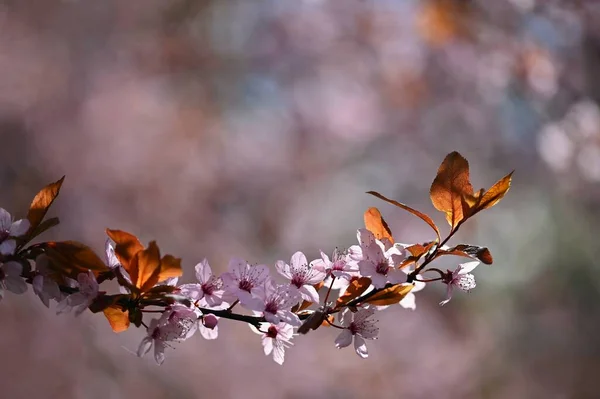 Bela Árvore Floração Primavera Fundo Colorido Com Flores Natureza Tempo — Fotografia de Stock