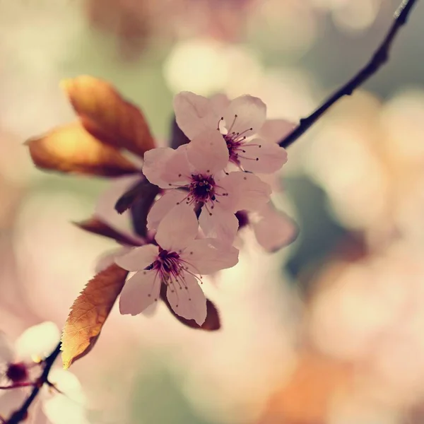 파랗게 빛나는 아래있는 나무에 공원에서 봄철에는 아름다운 사쿠라 피운다 — 스톡 사진
