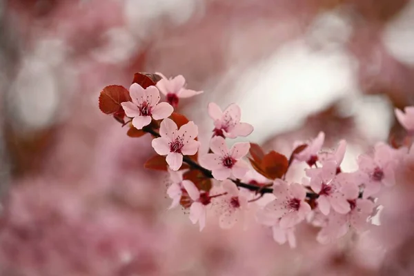 Frühling Hintergrund Rosafarbene Kirschblüten Auf Einem Baum Unter Blauem Himmel — Stockfoto