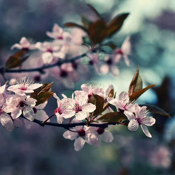 Spring Background Pink Cherry Blossoms Tree Blue Sky Beautiful Sakura — Photo