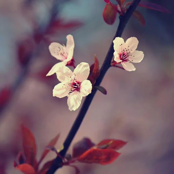 Jarní Pozadí Růžové Květy Třešní Stromě Pod Modrou Oblohou Krásné — Stock fotografie
