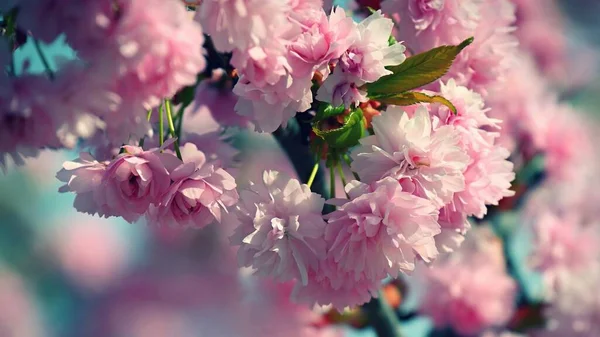 Весной Красивое Цветущее Дерево Весна Природе Красочный Фон Японская Вишня — стоковое фото
