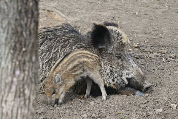 Mooie Kleine Varkens Wild Natuur Wilde Zwijnen Dier Het Bos — Stockfoto