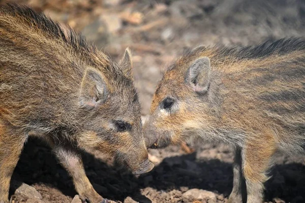 Beautiful little pigs wild in nature. Wild boar. Animal in the forest