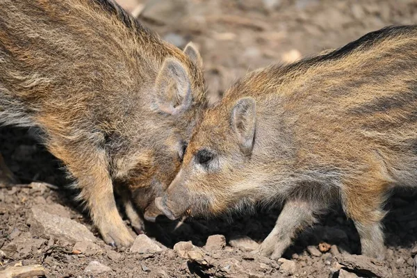 Beautiful little pigs wild in nature. Wild boar. Animal in the forest