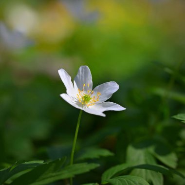Otlara beyaz bahar çiçekleri Anemone (Isopyrum thalictroides)