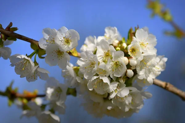 Beautiful Flowering Tree Spring Colorful Background Flowers Nature Spring Time — ストック写真