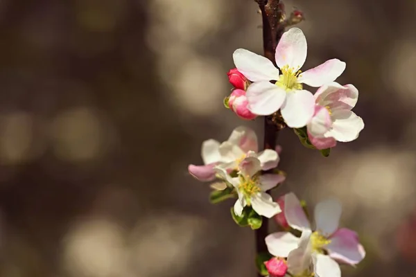 꽃피는 과일나무의 꽃피는 아름다운 사과나무 — 스톡 사진