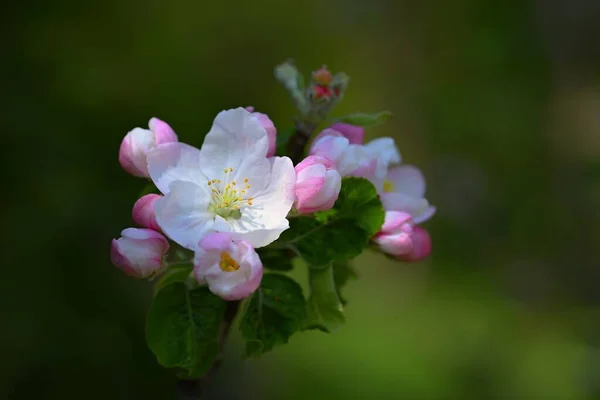 Frühling Hintergrund Mit Blühenden Obstbaum Schöner Blühender Apfelbaum Frühling — Stockfoto