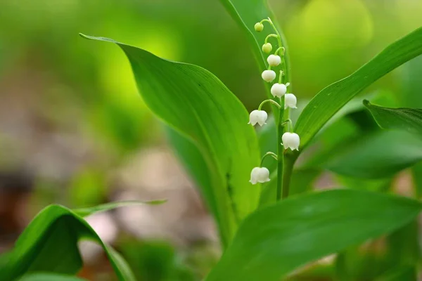 Spring Green Background Nature Forest Beautiful Small White Plant Flower — Zdjęcie stockowe