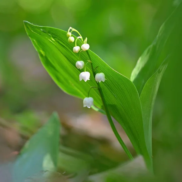 Spring Green Background Nature Forest Beautiful Small White Plant Flower — Zdjęcie stockowe