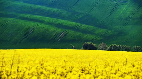 Прекрасний Пейзаж Весняною Природою Хвилі Полі Південна Моравія Моравська Тоскана — стокове фото