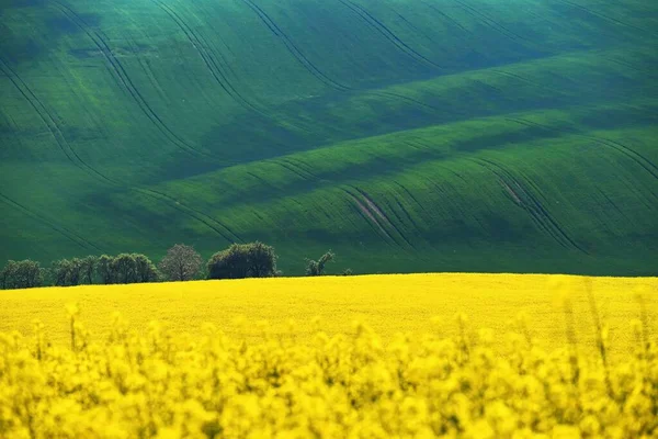 Beautiful Landscape Spring Nature Waves Field South Moravia Moravian Tuscany — стокове фото