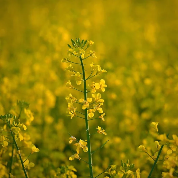 日落时的菜籽田 春天和春天美丽的黄色自然背景 农业和工业的概念 甘蓝菜餐巾纸 — 图库照片