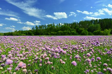 Mor soğan çiçekleri olan bir manzara. Güneşli yaz günü, mavi gökyüzü ve renkli arka plan.