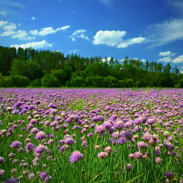 Krajobraz Purpurowymi Szczypiorkami Kwiaty Letni Słoneczny Dzień Słońcem Błękitnym Niebem — Zdjęcie stockowe