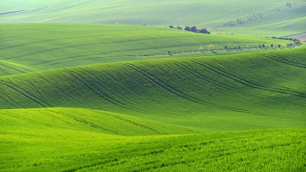 Beautiful Landscape Spring Nature Waves Field South Moravia Moravian Tuscany — Stock Fotó