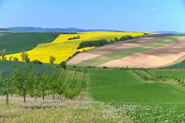 Beautiful Landscape Spring Nature Waves Field South Moravia Moravian Tuscany — Stock Photo, Image