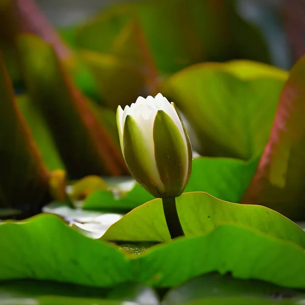 Природа Квітка Красива Біла Водяна Лілія Поверхні Води Барвистий Фон — стокове фото