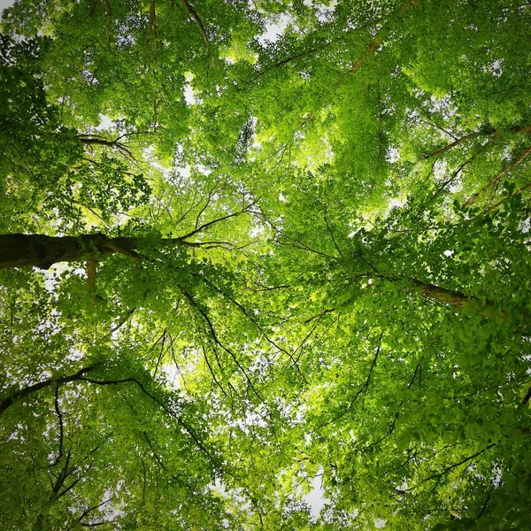 Naturaleza Relajación Meditación Para Salud Mental Bosque Primavera Verde Fondo — Foto de Stock