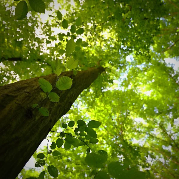 Naturaleza Relajación Meditación Para Salud Mental Bosque Primavera Verde Fondo — Foto de Stock