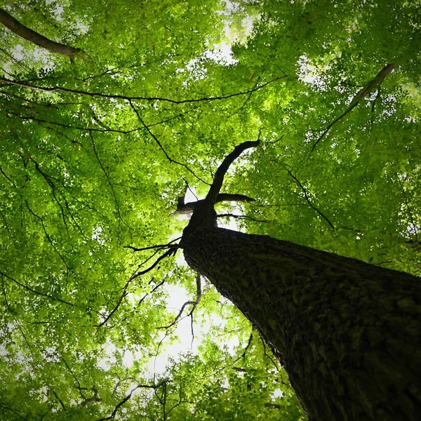 Nature - relaxation and meditation for mental health. Green spring forest. Natural colorful background in deciduous forest with trees.