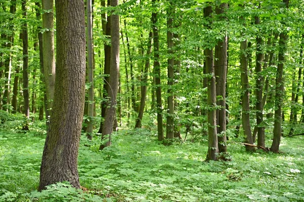 Φύση Πράσινο Φόντο Όμορφη Άνοιξη Φυλλοβόλο Δάσος Δέντρα Και Φύλλα — Φωτογραφία Αρχείου