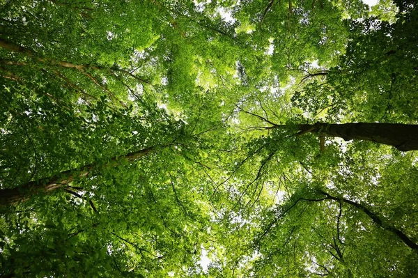Naturaleza Fondo Verde Hermoso Bosque Caducifolio Primavera Con Árboles Hojas — Foto de Stock