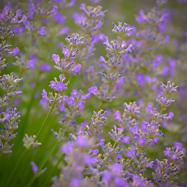 Lavender Lavandula Beautiful Blooming Purple Flower Medicinal Plant Natural Colorful — Photo