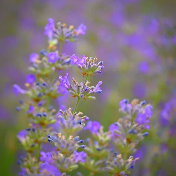 Лаванда Лаванда Красивый Цветущий Фиолетовый Цветок Лекарственное Растение Естественный Красочный — стоковое фото