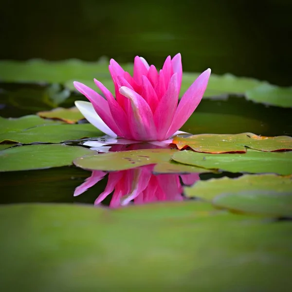 美丽的盛开的粉红色水百合莲花在一个池塘的花园 对水面的思考 — 图库照片