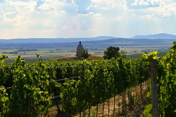 Beautiful Vineyard Sunny Summer Day South Moravian Wine Region Palava — Stok fotoğraf