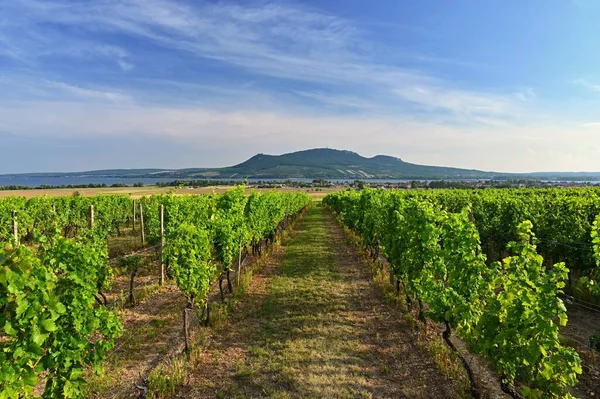 Beautiful Vineyard Sunny Summer Day South Moravian Wine Region Palava — Zdjęcie stockowe