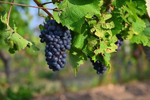 Beautiful Fresh Fruit Grapes Growing Vineyard Harvest Time Autumn Fruit — стоковое фото