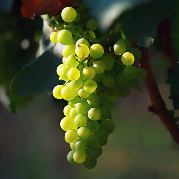 Beautiful Fresh Fruit Grapes Growing Vineyard Harvest Time Autumn Fruit — Fotografia de Stock