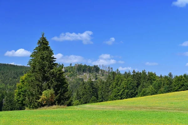 Piękny Letni Krajobraz Naturą Łąka Lasem Błękitnym Niebem Słoneczny Dzień — Zdjęcie stockowe