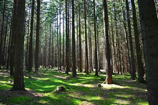 Όμορφη Φύση Δάσος Και Ήλιο Πράσινο Φόντο Έννοια Για Περιβάλλον — Φωτογραφία Αρχείου
