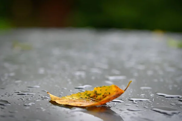 秋天的背景美丽多彩的树叶从树上飘落 自然中的秋天 雨季概念 — 图库照片