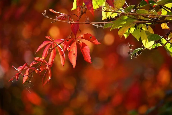 秋天的背景美丽多彩的树叶从树上飘落 自然的秋天 — 图库照片