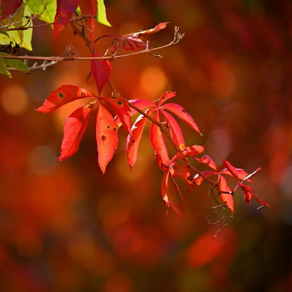 Hoja Roja Fondo Otoño Hermosas Hojas Coloridas Árbol Tiempo Otoño — Foto de Stock